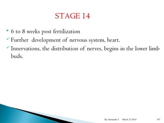  6 to 8 weeks post fertilization 
 Further development of nervous system, heart. 
 Innervations, the distribution of nerves, begins in the lower limb 
buds. 
By Alemyehu T March 22-2014 107 
 