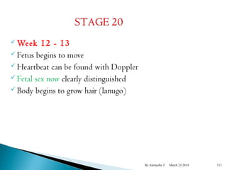 Week 12 - 13 
 Fetus begins to move 
 Heartbeat can be found with Doppler 
 Fetal sex now clearly distinguished 
 Body begins to grow hair (lanugo) 
By Alemyehu T March 22-2014 113 
 