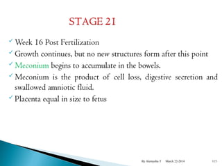 Week 16 Post Fertilization 
Growth continues, but no new structures form after this point 
 Meconium begins to accumulate in the bowels. 
 Meconium is the product of cell loss, digestive secretion and 
swallowed amniotic fluid. 
 Placenta equal in size to fetus 
By Alemyehu T March 22-2014 115 
 