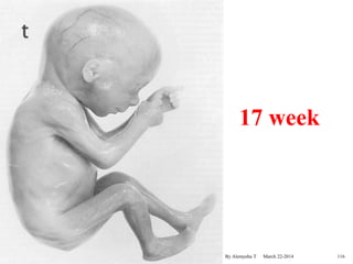 17 week 
By Alemyehu T March 22-2014 
116 
 