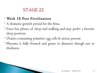 Week 18 Post Fer tilization 
A dramatic growth period for the fetus. 
 Fetus has phases of sleep and walking and may prefer a favorite 
sleep position. 
Ovaries containing primitive egg cells & uterus present 
 Placenta is fully formed and grows in diameter though not in 
thickness. 
By Alemyehu T March 22-2014 117 
 