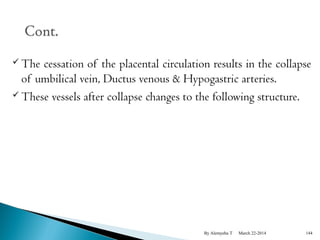 The cessation of the placental circulation results in the collapse 
of umbilical vein, Ductus venous & Hypogastric arteries. 
These vessels after collapse changes to the following structure. 
By Alemyehu T March 22-2014 144 
 
