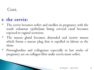 B. the cer vix: 
 The cervix becomes softer and swollen in pregnancy with the 
result columnar epithelium lining cervical canal becomes 
exposed to vaginal secretion. 
 The mucus gland becomes distended and secrete mucus 
which forms a mucus plug that is expelled in labour as the 
show. 
 Prostaglandins and collagenase especially in last weeks of 
pregnancy act on collagen fiber make cervix more softer. 
By Alemyehu T March 22-2014 28 
 