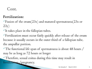 Fer tilization: 
Fusion of the ovum(23x) and matured spermatozoa(23x or 
23y) 
It takes place in the fallopian tubes. 
Fertilization must occur fairly quickly after release of the ovum 
because it usually occurs in the outer third of a fallopian tube, 
the ampullar portion. 
The functional life span of spermatozoa is about 48 hours / 
may be as long as 72 hours or longer 
Therefore, sexual coitus during this time may result in 
fertilization /pregnancy. 
By Alemyehu T March 22-2014 6 
 