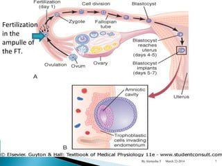 By Alemyehu T March 22-2014 
Fertilization 
in the 
ampulle of 
the FT. 
7 
 