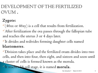 Zygote: 
(46xx or 46xy) is a cell that results from fertilization. 
After fertilization the ova passes through the fallopian tube 
and reaches the uterus 3 or 4 days later. 
It divides and redivides forming daughter cells named 
blastomeres. 
Division takes place and the fertilized ovum divides into two 
cells, and then into four, then eight, and sixteen and soon until 
a cluster of cells is formed known as the morula. 
It reaches 16 cell stage, it is named morula. 
By Alemyehu T March 22-2014 8 
 