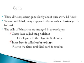 These divisions occur quite slowly about once every 12 hours 
 When fluid filled cavity appears in the morula a blastocyst is 
formed. 
 The cells of blastocyst are arranged in to two layers 
Outer layer called trophoblast 
Develops in to the placenta & chorion 
Inner layer is called embr yoblast 
Rise to the fetus, umbilical cord & amnion 
By Alemyehu T March 22-2014 9 
 