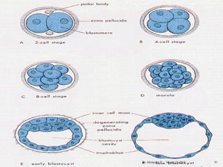 By Alemyehu T March 22-2014 91 
 