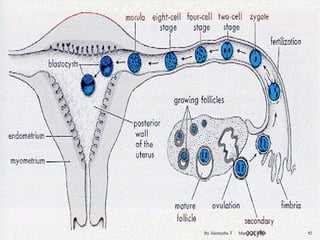 By Alemyehu T March 22-2014 92 
 