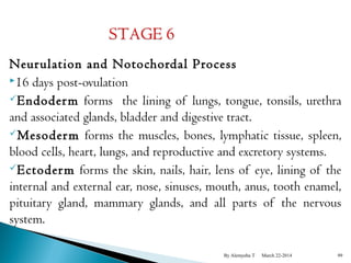 Neurulation and Notochordal Process 
16 days post-ovulation 
Endoderm forms the lining of lungs, tongue, tonsils, urethra 
and associated glands, bladder and digestive tract. 
Mesoderm forms the muscles, bones, lymphatic tissue, spleen, 
blood cells, heart, lungs, and reproductive and excretory systems. 
Ectoderm forms the skin, nails, hair, lens of eye, lining of the 
internal and external ear, nose, sinuses, mouth, anus, tooth enamel, 
pituitary gland, mammary glands, and all parts of the nervous 
system. 
By Alemyehu T March 22-2014 99 
 