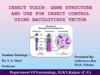 INSECT TOXIN: GENE STRUCTURE
AND USE FOR INSECT CONTROL
USING BACULOVIRUS VECTOR
Seminar Incharge :
Dr. S. S. Shaw
Professor
Presented By:
Aishwarya Ray
Ph.D. Scholar
Department Of Entomology, IGKV,Raipur (C.G)
 