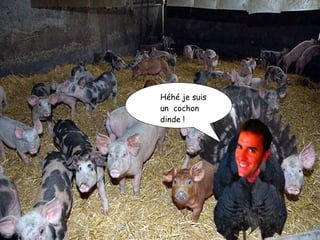 Héhé je suis un  cochon dinde ! 