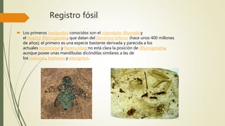 Registro fósil
 Los primeros hexápodos conocidos son el colémbolo Rhyniella y
el insecto Rhyniognatha, que datan del Devónico Inferior (hace unos 400 millones
de años); el primero es una especie bastante derivada y parecida a los
actuales Isotomidae y Neanuridae; no está clara la posición de Rhyniognatha,
aunque posee unas mandíbulas dicóndilas similares a las de
los monuros, tisanuros y pterigotos.
 