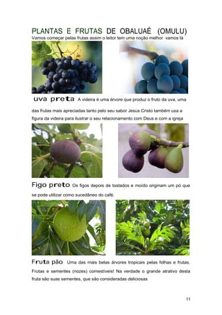 PLANTAS E FRUTAS DE OBALUAÉ (OMULU)
Vamos começar pelas frutas assim o leitor tem uma noção melhor vamos là
uva preta A videira é uma árvore que produz o fruto da uva, uma
das frutas mais apreciadas tanto pelo seu sabor Jesus Cristo também usa a
figura da videira para ilustrar o seu relacionamento com Deus e com a igreja
Figo preto Os figos depois de tostados e moído originam um pó que
se pode utilizar como sucedâneo do café.
Fruta pão Uma das mais belas árvores tropicais pelas folhas e frutas.
Frutas e sementes (nozes) comestíveis! Na verdade o grande atrativo desta
fruta são suas sementes, que são consideradas deliciosas
11
 