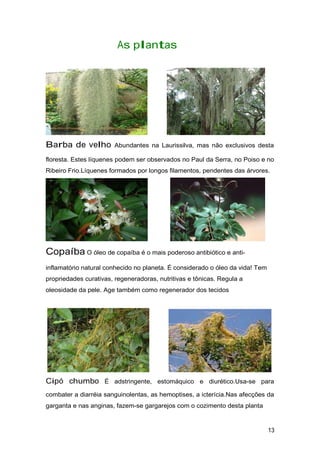 As plantas
Barba de velho Abundantes na Laurissilva, mas não exclusivos desta
floresta. Estes líquenes podem ser observados no Paul da Serra, no Poiso e no
Ribeiro Frio.Líquenes formados por longos filamentos, pendentes das árvores.
Copaíba O óleo de copaíba é o mais poderoso antibiótico e anti-
inflamatório natural conhecido no planeta. É considerado o óleo da vida! Tem
propriedades curativas, regeneradoras, nutritivas e tônicas. Regula a
oleosidade da pele. Age também como regenerador dos tecidos
Cipó chumbo É adstringente, estomáquico e diurético.Usa-se para
combater a diarréia sanguinolentas, as hemoptises, a icterícia.Nas afecções da
garganta e nas anginas, fazem-se gargarejos com o cozimento desta planta
13
 