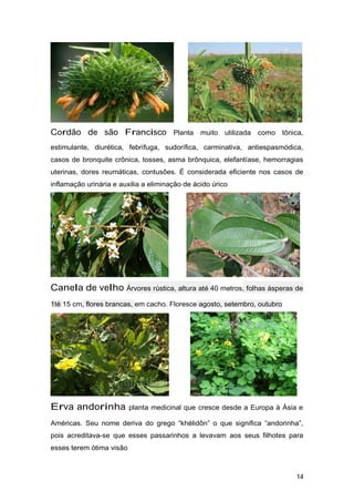 Cordão de são Francisco Planta muito utilizada como tônica,
estimulante, diurética, febrífuga, sudorífica, carminativa, antiespasmódica,
casos de bronquite crônica, tosses, asma brônquica, elefantíase, hemorragias
uterinas, dores reumáticas, contusões. É considerada eficiente nos casos de
inflamação urinária e auxilia a eliminação de ácido úrico
Canela de velho Árvores rústica, altura até 40 metros, folhas ásperas de
1té 15 cm, flores brancas, em cacho. Floresce agosto, setembro, outubro
Erva andorinha planta medicinal que cresce desde a Europa à Ásia e
Américas. Seu nome deriva do grego “khélidôn” o que significa “andorinha”,
pois acreditava-se que esses passarinhos a levavam aos seus filhotes para
esses terem ótima visão
14
 