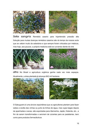 ,
Sete sangria Remédio caseiro para hipertensão pressão alta
Solução para muitas doenças remédios caseiros são do tempo de nossos avós
que se valiam muito da sabedoria e que sempre foram criticados por médicos,
mas hoje, aos poucos, a própria medicina está se curvando diante do chá
alho No Brasil a agricultura orgânica ganha cada vez mais espaços.
Atualmente, a área plantada já alcança 842 mil hectares
O Sabugueiro é uma árvore espontânea que os agricultores plantam para fazer
sebes e àvolta das vinhas ou junto às linhas de água, mas cujas bagas depois
de apanhadas e secas, são exportadas para Alemanha, Japão, Holanda, etc., a
fim de serem transformadas e servirem de corantes para as pastelarias, bem
como para produtos farmacêuticos
16
 