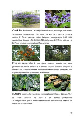 Viuvinha A viuvinha E UMA trepadeira (necessita de manejo), mas PODE
Ser cultivada Como arbusto . Seu porte FICA em Torno dos 3 a 5m. Uma
espécie E Ótima parágrafo cobrir fachadas, especialmente POR SUA
característica delicada e POR SUA INTENSA floração. DEVE Ser cultivada no
Sol Pleno e resiste a temperaturas Mais Amenas.
Erva de passarinho É uma planta superior, parasita, que ataca
geralmente as plantas lenhosas e as árvores, sugando sua seiva chegando a
exterminá-las se não for retirada. Recebeu esse nome porque se espalha com
a ajuda de passarinhos que ingerem as sementes
Cutieira fundamental importância na iniciação dos Filhos de Obaluae. Além
de serem utilizadas no agbò e em banhos purificatórios
OS antigos dizem que as folhas também devem ser colocadas embaixo da
esteira que o Yawo dorme
17
 