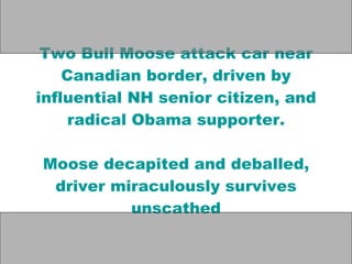 Two Bull Moose attack car near Canadian border, driven by influential NH senior citizen, and radical Obama supporter. Moose decapited and deballed, driver miraculously survives unscathed 