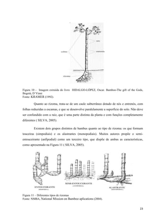 23
Figura 10 - Imagem extraída do livro HIDALGO-LÓPEZ, Oscar. Bamboo-The gift of the Gods,
Bogotá, D´Vinni
Fonte: KRAMER (1992).
Quanto ao rizoma, trata-se de um caule subterrâneo dotado de nós e entrenós, com
folhas reduzidas a escamas, e que se desenvolve paralelamente a superfície do solo. Não deve
ser confundido com a raiz, que é uma parte distinta da planta e com funções completamente
diferentes ( SILVA, 2005).
Existem dois grupos distintos de bambus quanto ao tipo de rizoma: os que formam
touceiras (simpodiais) e os alastrantes (monopodiais). Muitos autores propõe o semi-
entouceirante (anfipodial) como um terceiro tipo, que dispõe de ambas as características,
como apresentado na Figura 11 ( SILVA, 2005).
Figura 11 – Diferentes tipos de rizomas
Fonte: NMBA, National Mission on Bamboo aplications (2004).
 