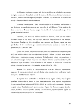 24
As folhas dos bambus respondem pela função de elaborar as substâncias necessárias
ao rápido crescimento desta planta através do processo da fotossíntese. Características como
dimensão, formato da lâmina e presença de pelos nas folhas, são informações taxonômicas de
grande valia para a identificação das espécies.
De acordo com Filgueiras (1988), em muitas espécies de bambus o florescimento é
um fenômeno raro, podendo acontecer em intervalos de até 120 anos. Várias espécies de
bambus morrem ao florescer devido à energia desprendida pela planta para a formação de um
grande número de sementes.
Entretanto, nem todos os bambus morrem ao florescer, sendo que os bambus
herbáceos fogem a esta regra, uma vez que florescem frequentemente e não morrem.
Apresentam florações do tipo esporádicas, que ocorrem em algumas plantas de uma
população, e do tipo sincrônicas, que ocorrem simultaneamente em todas as plantas de uma
população (FILGUEIRAS, 1988).
Quanto aos colmos, originam-se de uma gema ativa do rizoma e compõem a parte
aérea dos bambus, além de dar sustentação para os ramos e folhas. Os caules, quase sempre
subterrâneos e enraizados, possuem crescimento ilimitado, dando origem a novos colmos, e
são caracterizados por nós bem marcados, com entrenós distintos. Os colmos de bambu, não
apresentam seção uniforme, e a distância entre os nós aumenta de acordo com a cultura do
colmo, e ocorre o inverso com a espessura das paredes (GRAÇA, 1988).
Segundo Silva (2005), os colmos diferem-se pela cor, diâmetro, comprimento,
espessura da parede, comprimento entrenós dentre outras características, sendo estas muito
úteis para a identificação das espécies.
As espécies mais conhecidas no Brasil são as de origem asiática, trazidas pelos
primeiros colonizadores e, devido ao clima tropical brasileiro, essas espécies adequaram-se
bem a se expandirem rapidamente (GRAÇA, 1988). As espécies mais comuns são: Bambusa
vulgaris vittata (bambu-imperial), como mostra a Figura 12, Bambusa vulgaris (bambu-
verde), Bambusa tuldoides (bambu-comum), Dendrocalamus giganteus (bambu-gigante ou
bambu-balde) e algumas espécies de Phyllostachys.
 