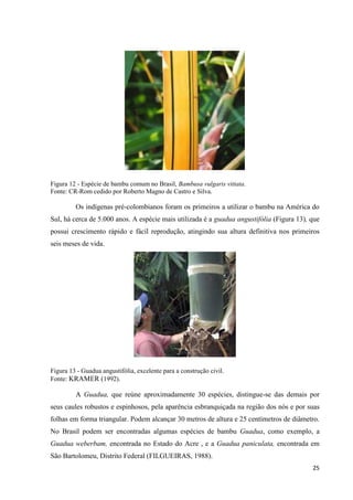 25
Figura 12 - Espécie de bambu comum no Brasil, Bambusa vulgaris vittata.
Fonte: CR-Rom cedido por Roberto Magno de Castro e Silva.
Os indígenas pré-colombianos foram os primeiros a utilizar o bambu na América do
Sul, há cerca de 5.000 anos. A espécie mais utilizada é a guadua angustifólia (Figura 13), que
possui crescimento rápido e fácil reprodução, atingindo sua altura definitiva nos primeiros
seis meses de vida.
Figura 13 - Guadua angustifólia, excelente para a construção civil.
Fonte: KRAMER (1992).
A Guadua, que reúne aproximadamente 30 espécies, distingue-se das demais por
seus caules robustos e espinhosos, pela aparência esbranquiçada na região dos nós e por suas
folhas em forma triangular. Podem alcançar 30 metros de altura e 25 centímetros de diâmetro.
No Brasil podem ser encontradas algumas espécies de bambu Guadua, como exemplo, a
Guadua weberbam, encontrada no Estado do Acre , e a Guadua paniculata, encontrada em
São Bartolomeu, Distrito Federal (FILGUEIRAS, 1988).
 