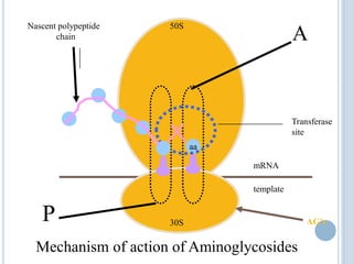 aa
A
50S
30S
mRNA
template
Transferase
site
P
Nascent polypeptide
chain
Mechanism of action of Aminoglycosides
AG’s
 