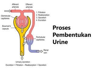 Proses
Pembentukan
Urine
 