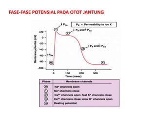 FASE-FASE POTENSIAL PADA OTOT JANTUNG
 
