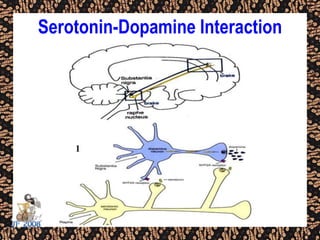 Serotonin-Dopamine Interaction
 