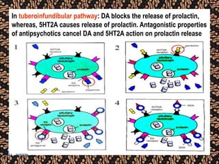 In tuberoinfundibular pathway: DA blocks the release of prolactin,
whereas, 5HT2A causes release of prolactin. Antagonistic properties
of antipsychotics cancel DA and 5HT2A action on prolactin release
 
