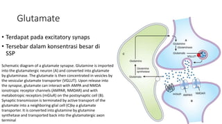Glutamate
• Terdapat pada excitatory synaps
• Tersebar dalam konsentrasi besar di
SSP
Schematic diagram of a glutamate synapse. Glutamine is imported
into the glutamatergic neuron (A) and converted into glutamate
by glutaminase. The glutamate is then concentrated in vesicles by
the vesicular glutamate transporter (VGLUT). Upon release into
the synapse, glutamate can interact with AMPA and NMDA
ionotropic receptor channels (AMPAR, NMDAR) and with
metabotropic receptors (mGluR) on the postsynaptic cell (B).
Synaptic transmission is terminated by active transport of the
glutamate into a neighboring glial cell (C)by a glutamate
transporter. It is converted into glutamine by glutamine
synthetase and transported back into the glutamatergic axon
terminal
 