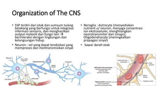 Organization of The CNS
• SSP terdiri dari otak dan sumsum tulang
belakang yang berfungsi untuk integrase
informasi sensoris, dan menghasilkan
output motorik dan fungsi lain 
berinteraksi dengan lingkungan dan
kelangsungan hidup.
• Neuron : sel yang dapat tereksitasi yang
memproses dan mentransmisikan sinyal
• Neroglia : Astrocyte (menyediakan
nutrient u/ neuron, menjaga consentrasi
ion ekstraseluler, menghilangkan
neorotransmiter dari sinaps);
Oligodendrocyte (meningkatkan
propagasi sinyal)
• Sawar darah otak
 