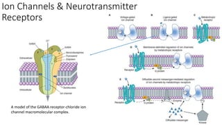 Ion Channels & Neurotransmitter
Receptors
A model of the GABAA receptor-chloride ion
channel macromolecular complex.
 