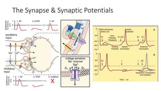 The Synapse & Synaptic Potentials
 