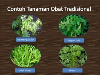 Belimbing wuluh
SeledriLidah buaya
Bayam duri
 