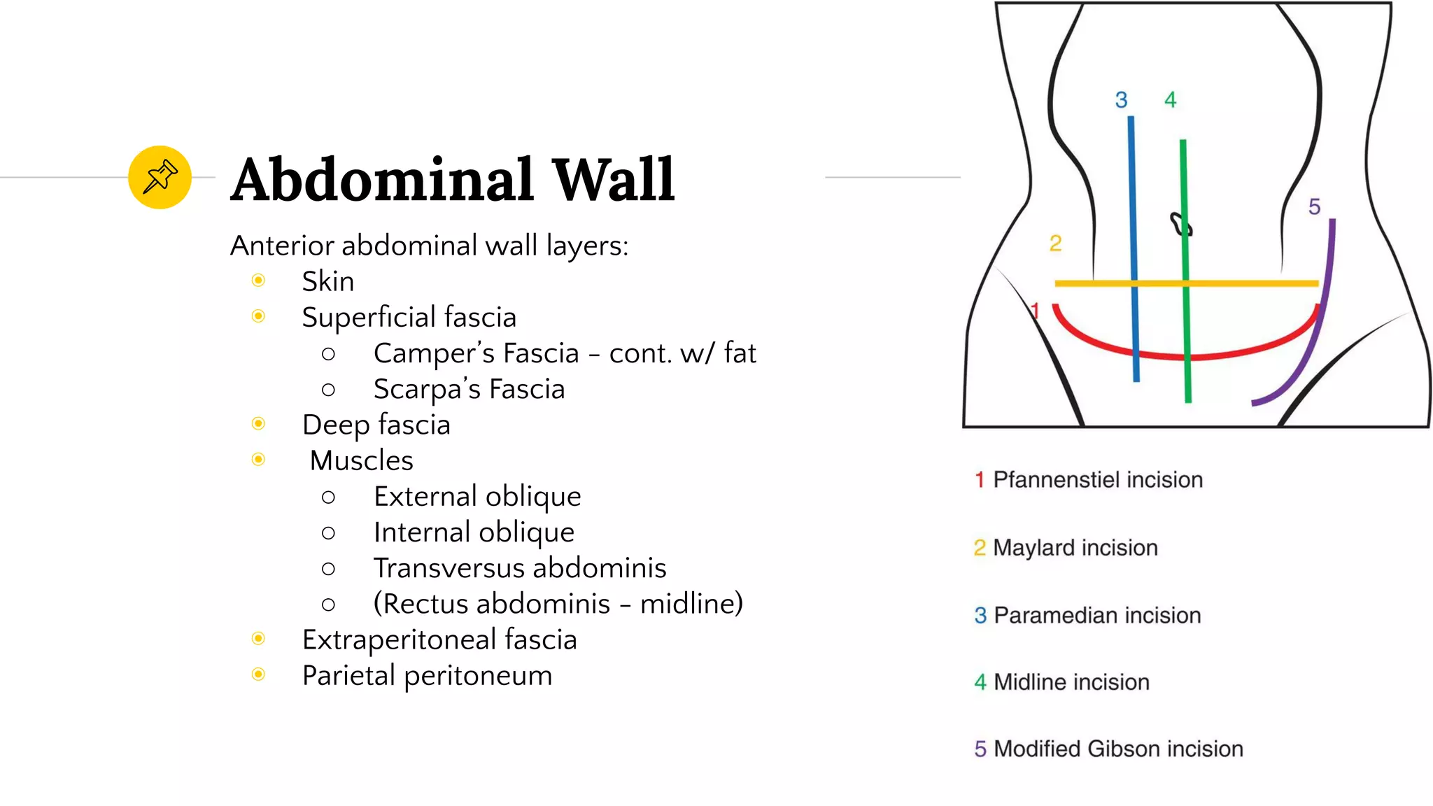 Obstetric and Gynecologic Clinical Anatomy | PDF