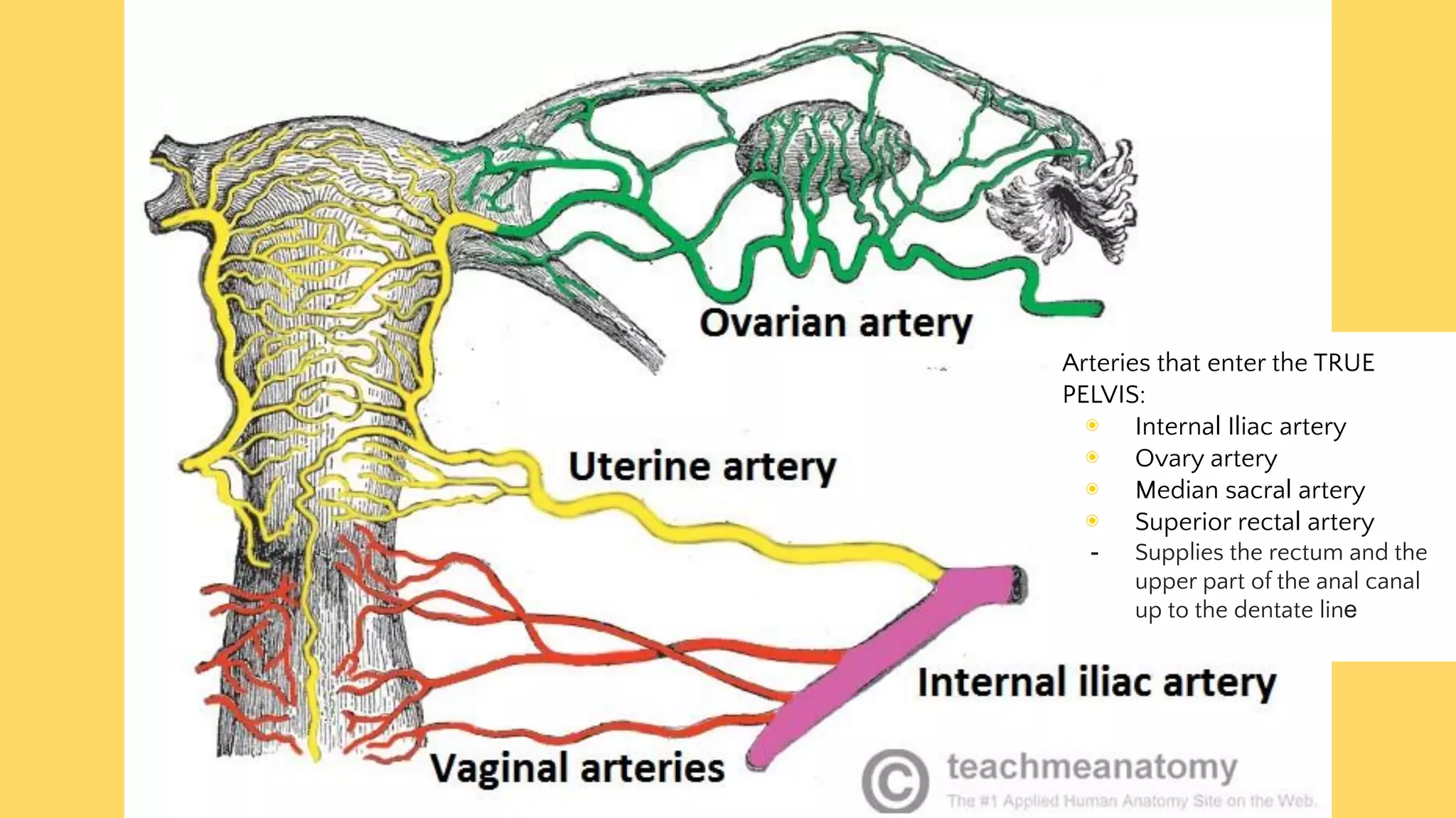Obstetric and Gynecologic Clinical Anatomy | PDF