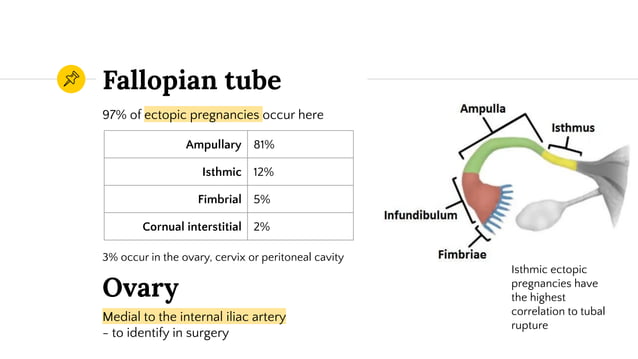 Obstetric and Gynecologic Clinical Anatomy | PPT