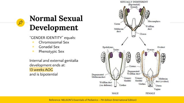 Obstetric and Gynecologic Clinical Anatomy | PPT