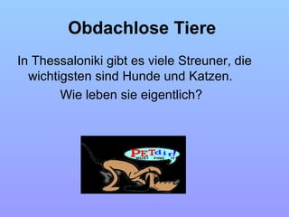 Obdachlose Tiere
In Thessaloniki gibt es viele Streuner, die
wichtigsten sind Hunde und Katzen.
Wie leben sie eigentlich?
 