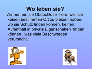 Wo leben sie?
Wir nennen sie Obdachlose Tiere, weil sie
keinen bestimmten Ort zu bleiben haben,
wo sie Schutz finden können, keinen
Aufenthalt in private Eigenschaften finden
können , was viele Beschwerden
verursacht.
 
