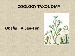 Obelia : A Sea-Fur
ZOOLOGY TAXONOMY
 