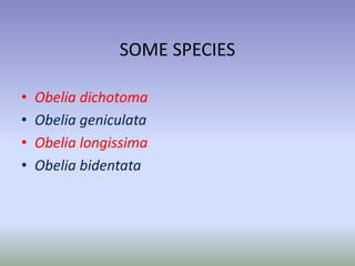 SOME SPECIES
• Obelia dichotoma
• Obelia geniculata
• Obelia longissima
• Obelia bidentata
 
