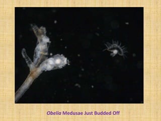 Obelia Medusae Just Budded Off
 