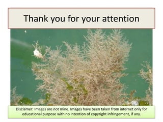 Thank you for your attention
Disclamer: Images are not mine. Images have been taken from internet only for
educational purpose with no intention of copyright infringement, if any.
 