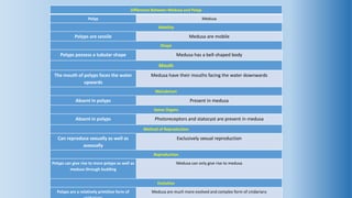 Obelia life cycle- polyp & medusa structure, difference between polyp & medusa