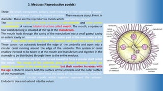 Obelia life cycle- polyp & medusa structure, difference between polyp & medusa