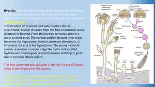 Obelia life cycle- polyp & medusa structure, difference between polyp & medusa