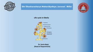 Shri Shankaracharya Mahavidyalaya, Junwani , Bhilai
Life cycle in Obelia
Dr. Sonia Bajaj
(Head of Department)
 